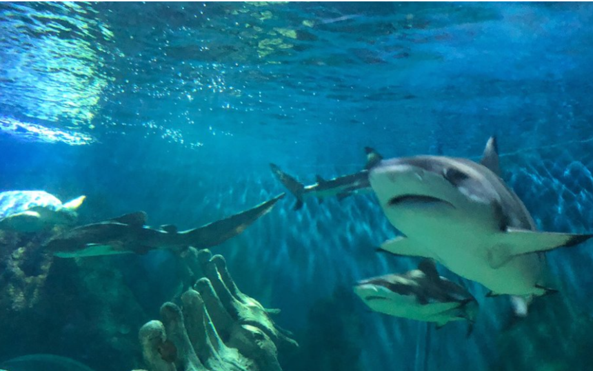 Sea Life Centre Sharks