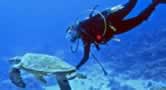 Fuerteventura Scuba Diving
