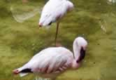 Oasis Park Flamingos