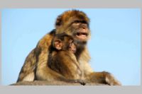 Barbary Macaque Youngster