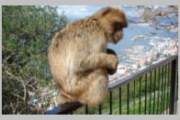 Barbary Macaque on Railing