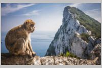 Barbary Maraque near Gibraltar Peak