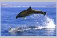 Dolphin watching Boat Trips