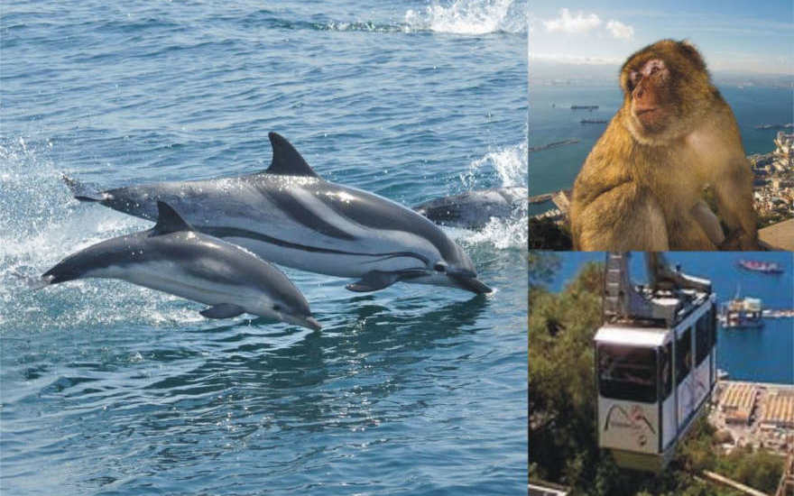 Dolphin watching, Barbary Macaque, Cable Car