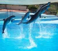 Dolphins at Selwo Marina Dolphin park, Benalmadena.