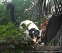 Fuengirola Biopark Lemur