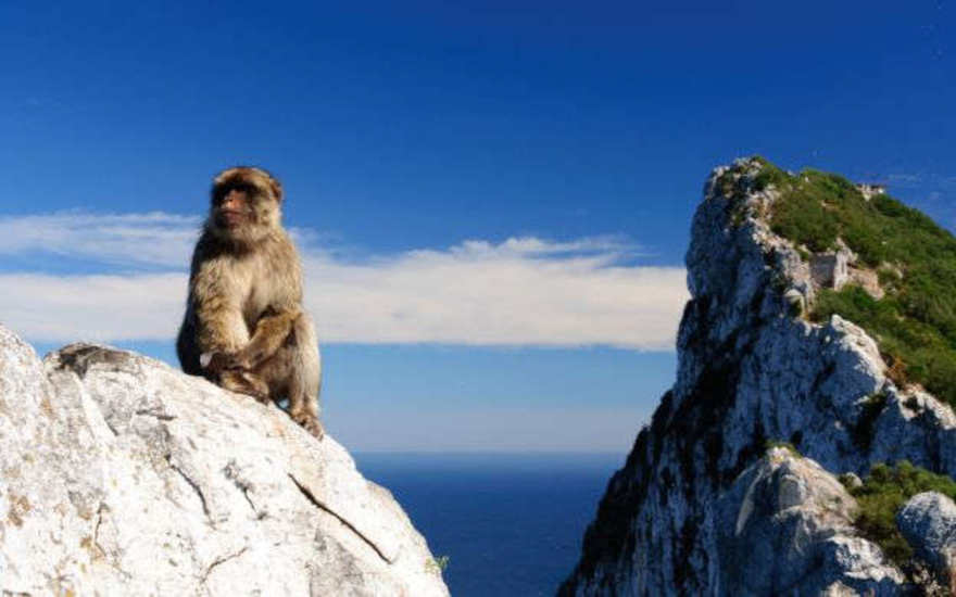 Barbary Macaque 1