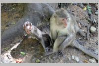 Mother & Baby Barbary Ape Gibraltar