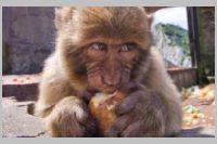Barbary Maraque Feeding Station