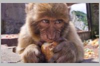 Barbary Maraque Feeding Station