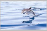 Gibraltar Dolphin Leaping