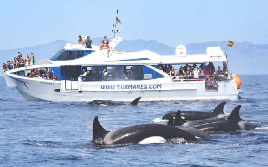 Dolphin, Orca & Whale Watching Boat Tour