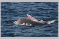 Orca Watching teeth