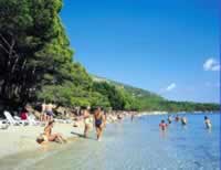 Ca'n Picafort Beach trees